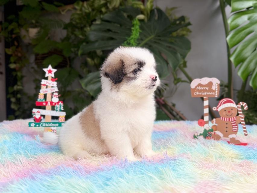 ชิสุผสมปอม เพศชาย พิกัดรามอินทรา 7