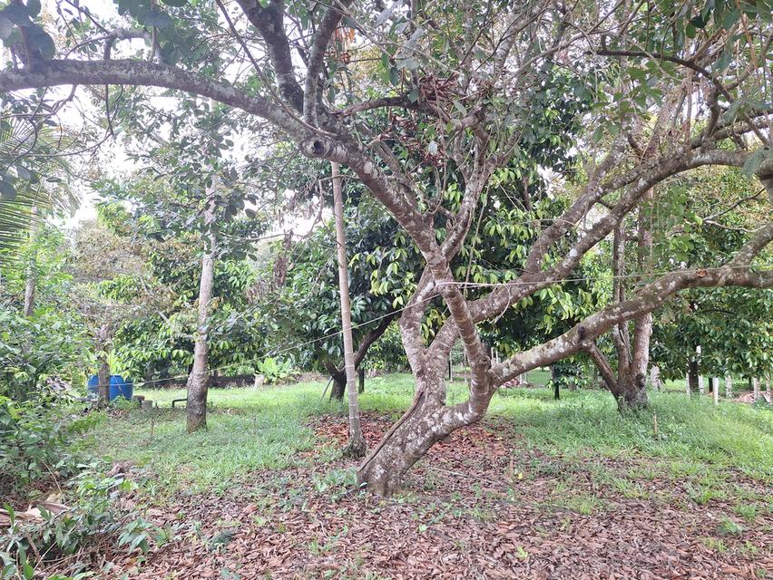 สวนทุเรียนแปลงเล็กระยอง 5