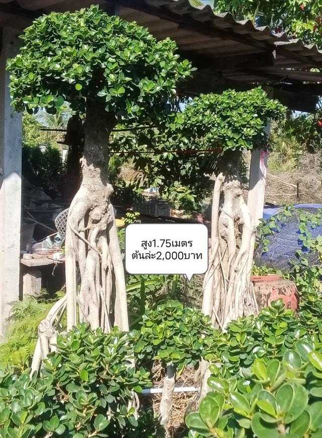 ไทรต่อยอดช้อนเงินช้อนทอง รูปที่ 3