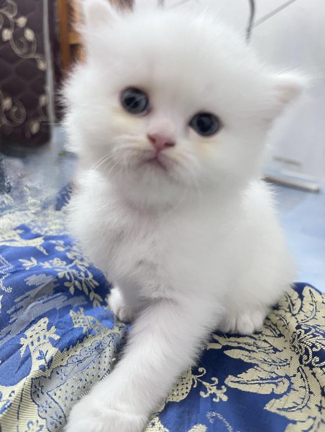 🌈เปิดจองน้องๆ ❤️ ขาวตาฟ้า ดำตาฟ้า ส้มกาฟิว สามสีตาฟ้า 17