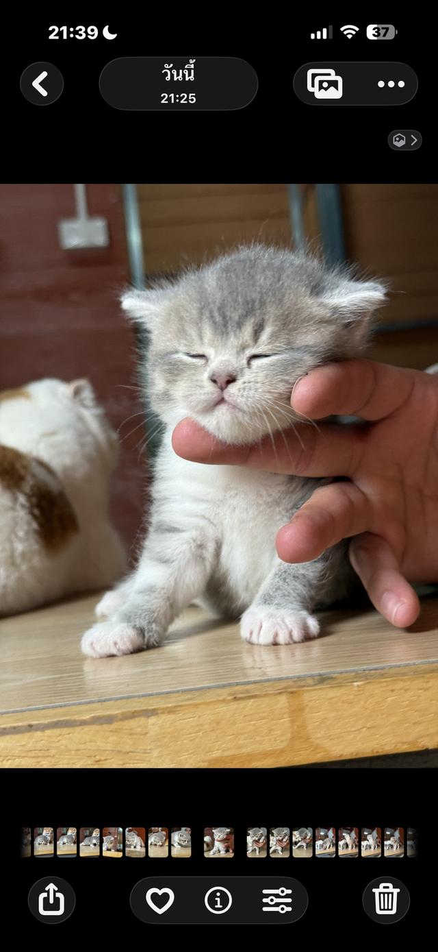 ลูกแมวสก๊อตติชโฟลด์ พร้อมย้ายบ้านวันที่ 30/03/2569 รูปที่ 3