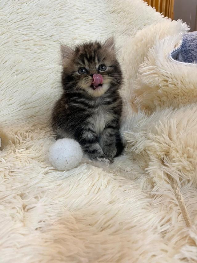 แมวเปอร์เซียลายเสือ🔥😊