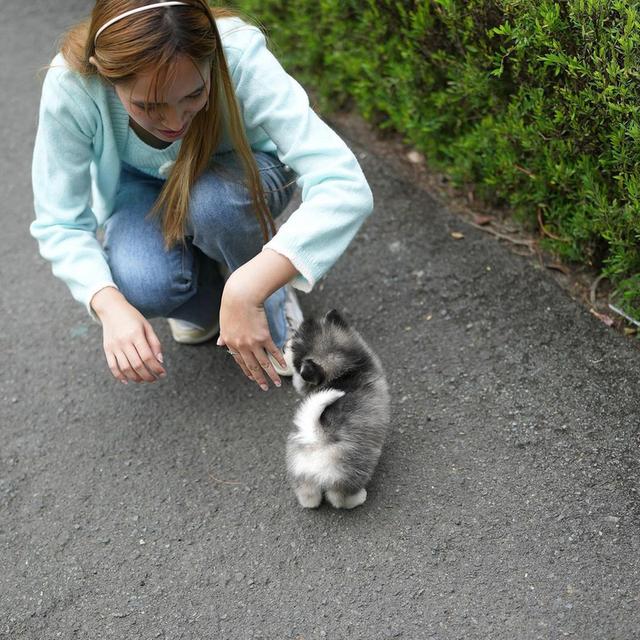 Pomsky Puppies | WhatsApp me : +66 63 826 3042 รูปที่ 3