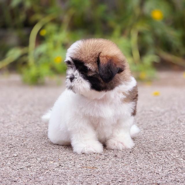 Shihtzu สาวน้อยน้องชีตาร์พันธุ์ชิสุอายุ2เดือน