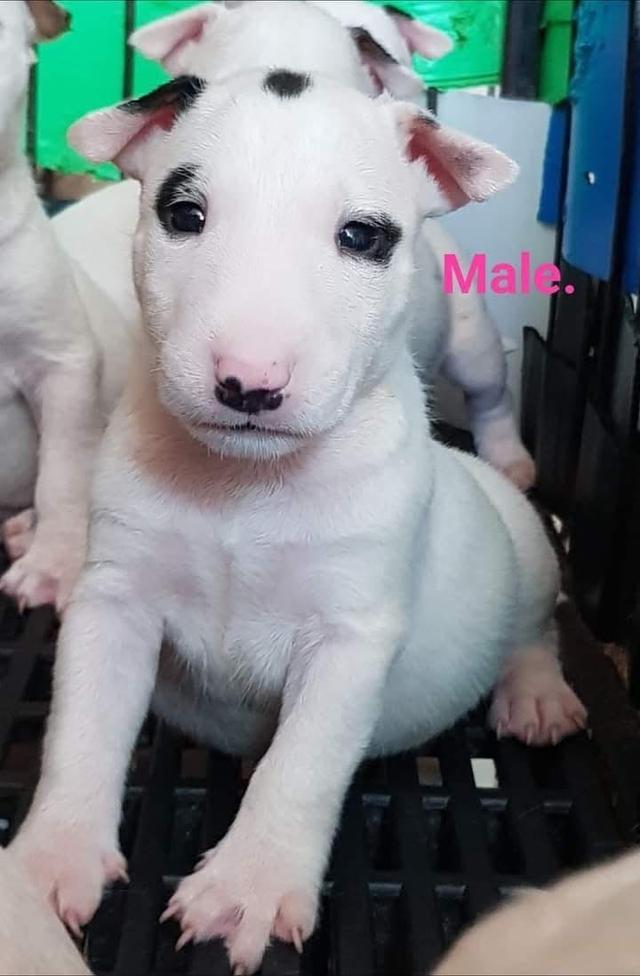 ลูกสุนัข Bull Terrier หาบ้าน 2