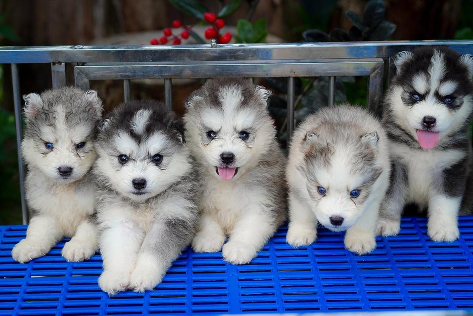 Buy Siberian Husky Thailand รูปที่ 4