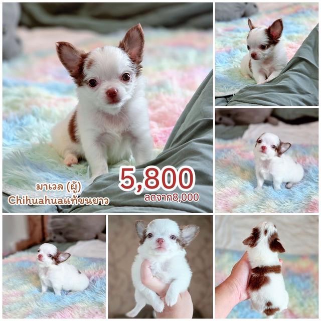 ชิวาวาแท้ขนยาว พร้อมย้ายบ้าน