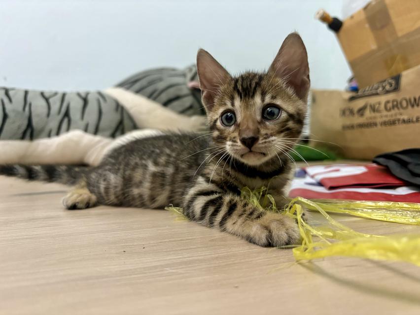 แมวเบงกอล 3