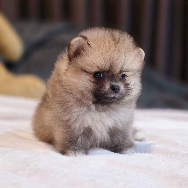 ปอมเมอเรเนียนแท้ ทีคัพ เพศเมีย 9