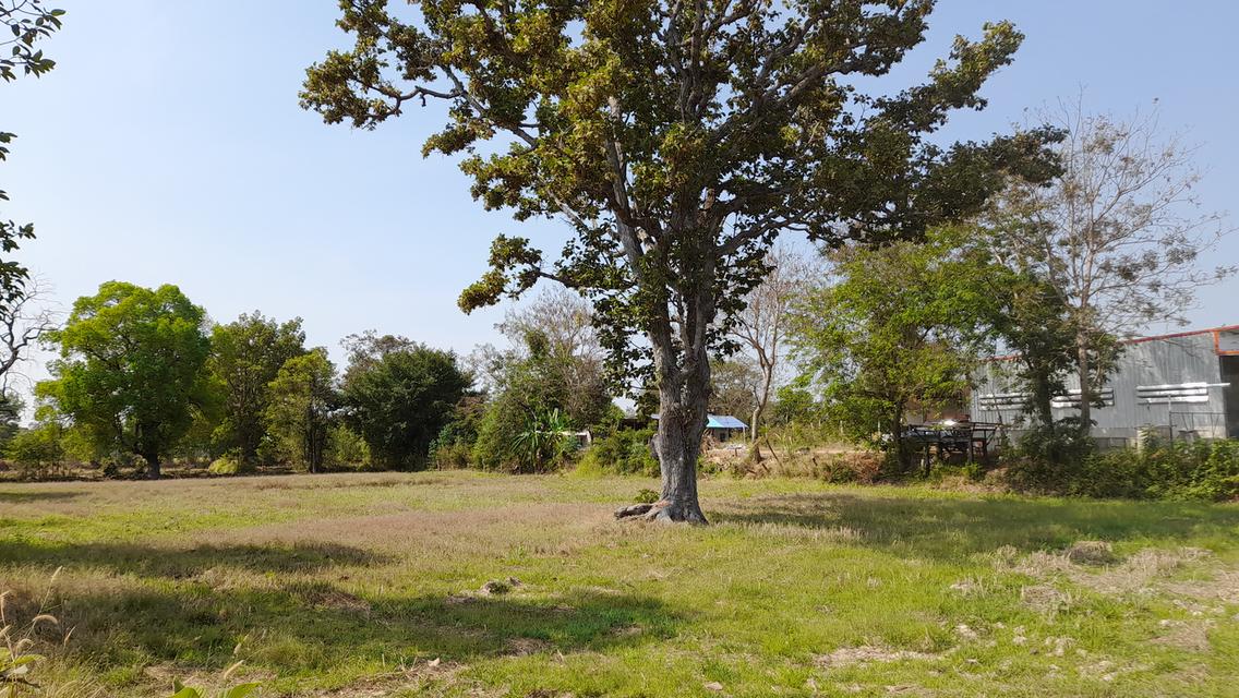 ขายที่ดิน ติดถนน 226 5