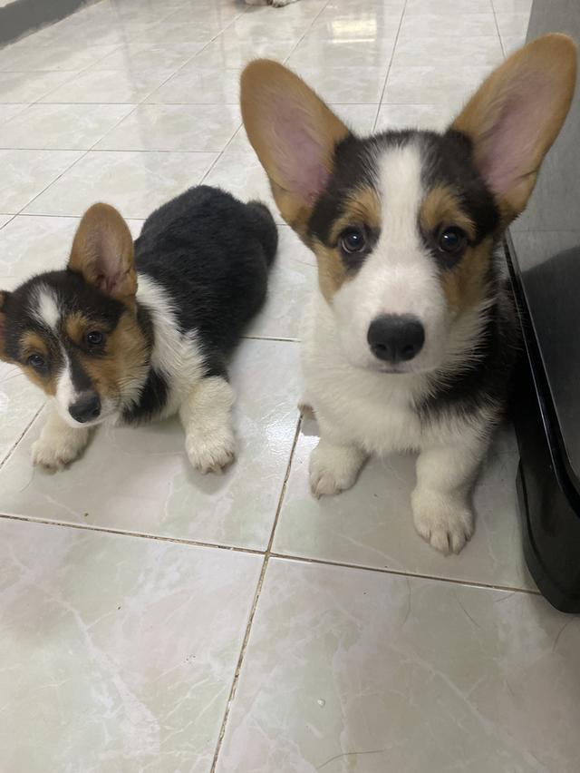 ลูกสุนัขคอร์กี้ 3 สี พร้อมย้ายบ้าน รูปที่ 3