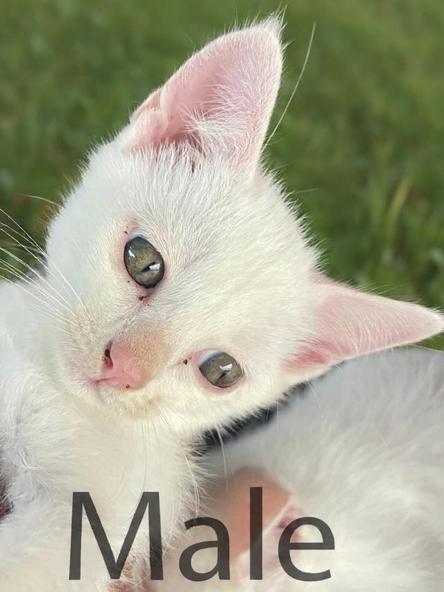 [เด็กๆพร้อมย้ายบ้านทั้ง3]พ่อพันธุ์ แม่พันธุ์ ไม่แบ่งครับ | แมวสายพันธุ์ขาวมณี(The White Pearl),แมวสายพันธุ์สก็อตติชโฟลด์(Scottish fold) รูปที่ 3