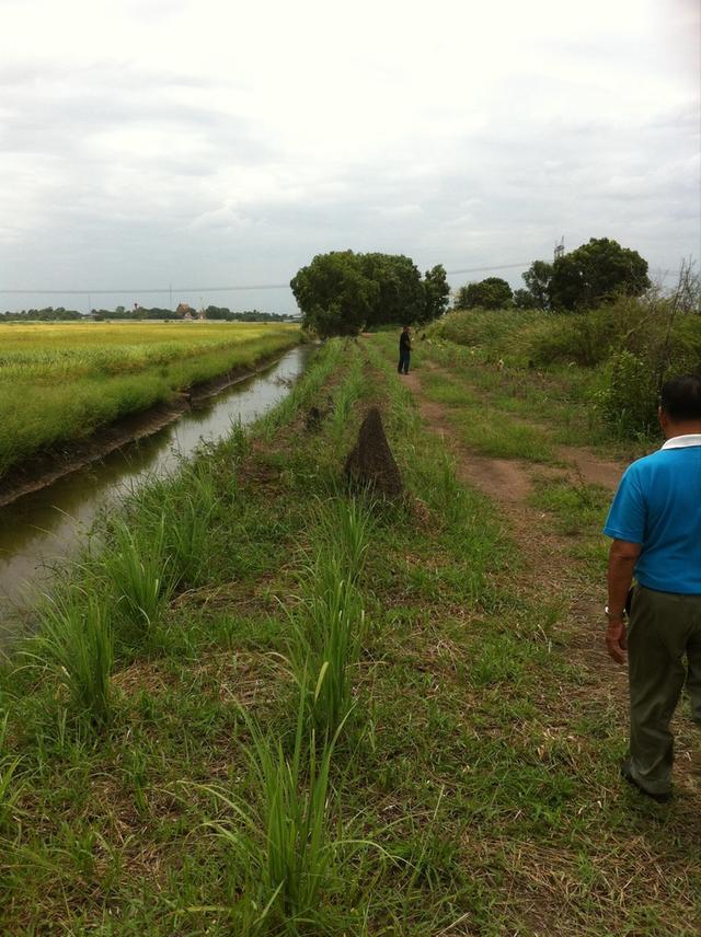 ที่ดินเปล่า 10 ไร่ คลอง 8 ต.บึงชำอ้อ อ.หนองเสือจ.ปทุม 1