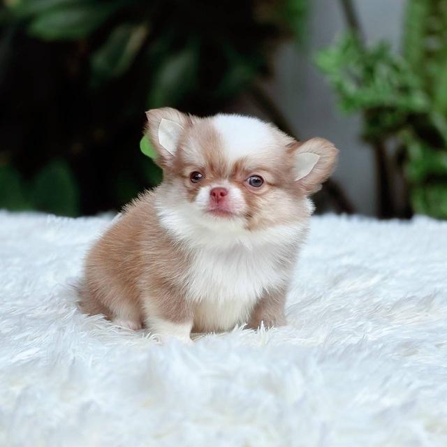 ชิวาวาแท้ขนยาวเพศชายพร้อมย้ายบ้าน