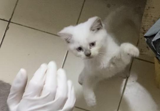 ลูกแมวพันธุ์บริติช ช็อตแฮร์ 7