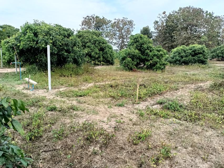 ที่ดินสวนลำไย 2.5ไร่ ราคา 350000 บาท 3