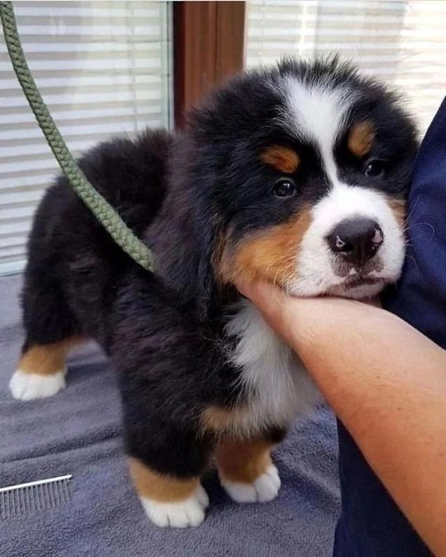 Bernese Mountain Puppies  WhatsApp me : +66 63 826 3042 รูปที่ 3