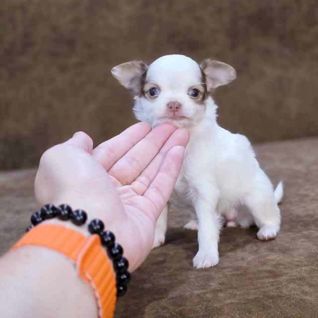 ชิวาวาแท้ ขนยาว เพศเมีย 2