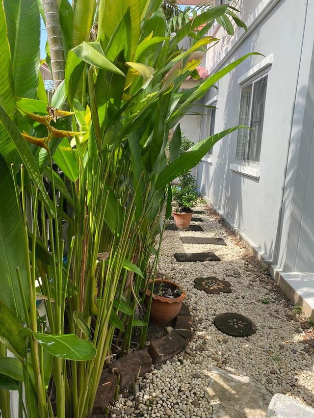 บ้านพฤกษาC ทาวเฮ้าท์ 5