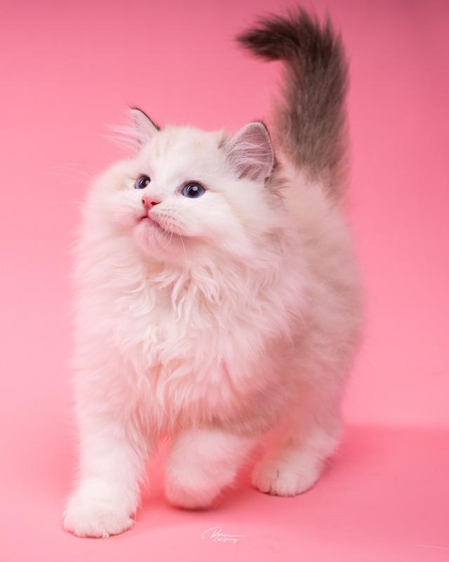 แมวแร็กดอลล์ (Ragdoll) อายุ 4 เดือน รูปย่อยที่ 2