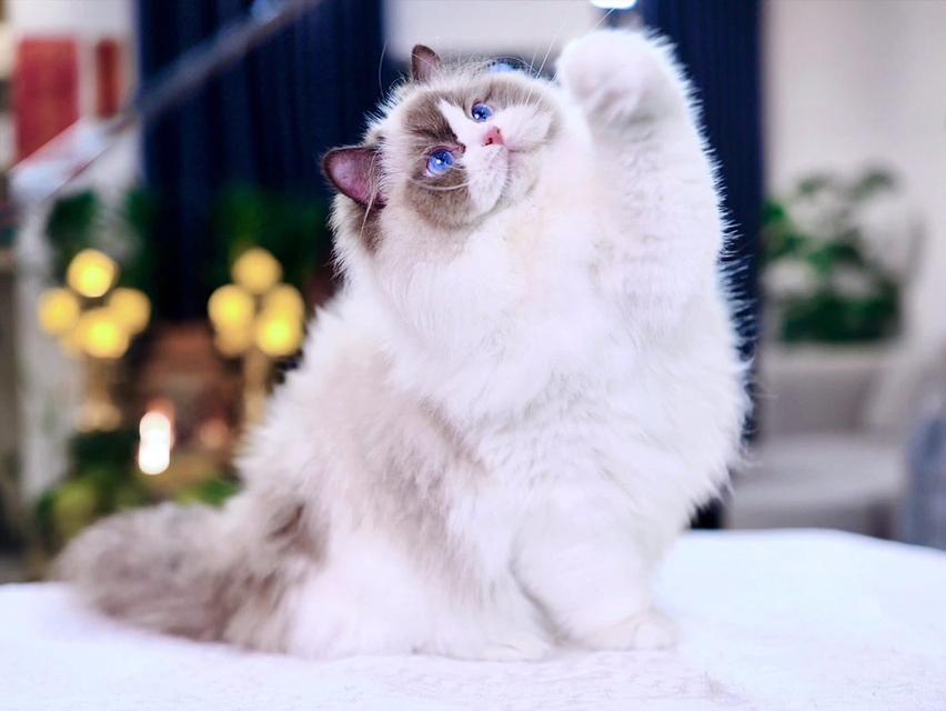 แมว Ragdoll ใบเพดwcf และรับนำเข้าแมวจาก ตปท.