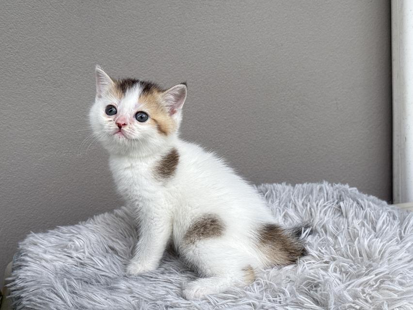 แมวสก๊อตติชโฟลด์