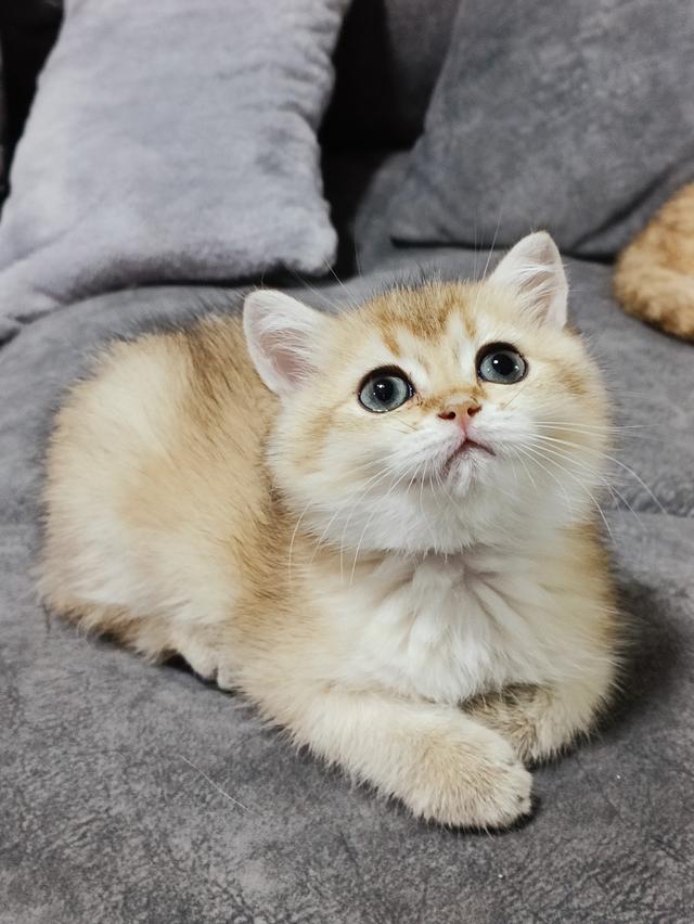 แมวBritish Shorthair รูปที่ 5