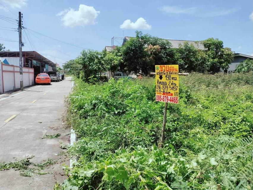 ขายด่วนที่ดิน 198 ตรว ติดถนนคอนกรีตสาธารณะ 2 ด้าน ซ.ลิขิตไก่ย่าง บางบัวทอง นนทบุรี 10