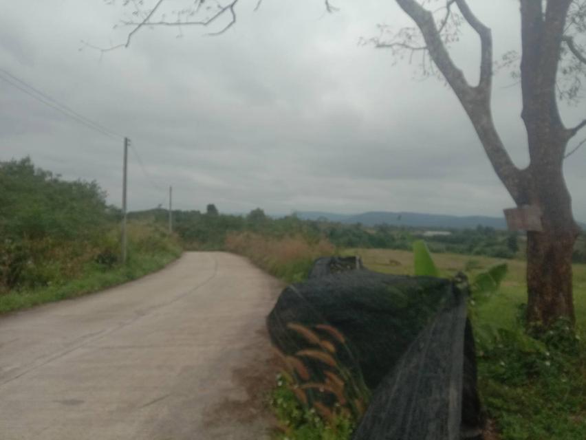 ที่ดินเปล่า 20 ไร่ๆละ 5 แสน แบ่งขายได้ คลองสอง วังน้ำเขียว 13