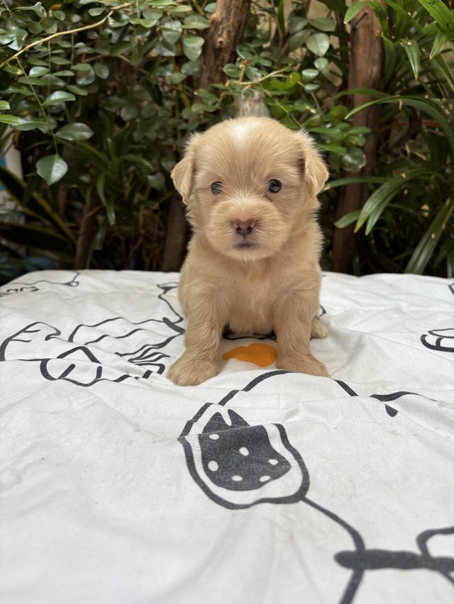 น้องปอมผสมชิสุ เด็กชาย