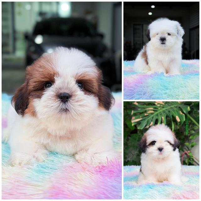 ชิสุพันธุ์แท้Shihtzuน่ารักๆพน้อมย้ายบ้าน