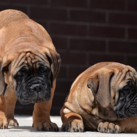 BullMastiff Puppies  WhatsApp me : ( +63 985 762 7466 )