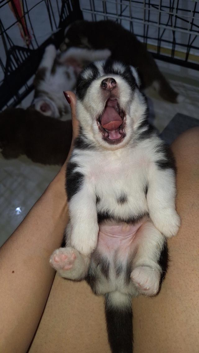 ไซบีเรียน 12