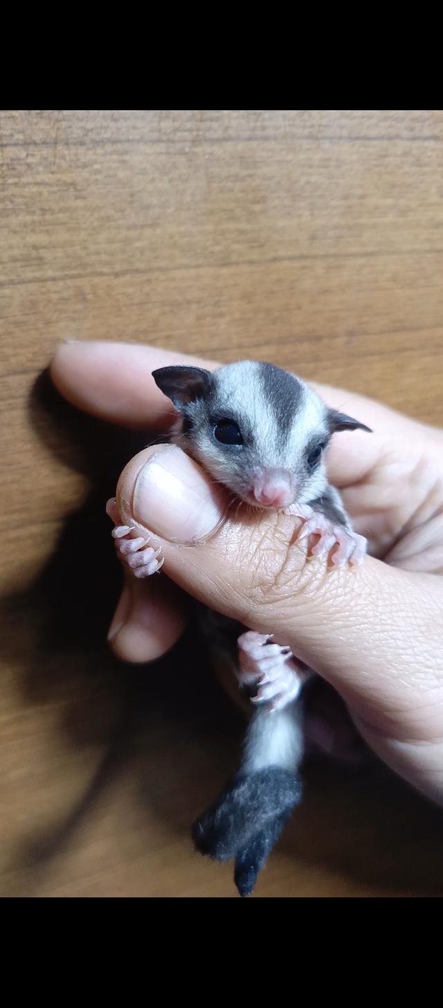 ชูก้าไรเดอร์ กระรอกบินได้ รูปย่อยที่ 3