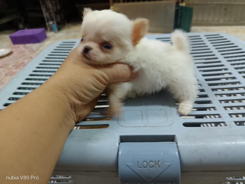 ชิวาว่าแท้ขนยาว จิ๋วมาก ไม่แปลงร่าง รูปย่อยที่ 4