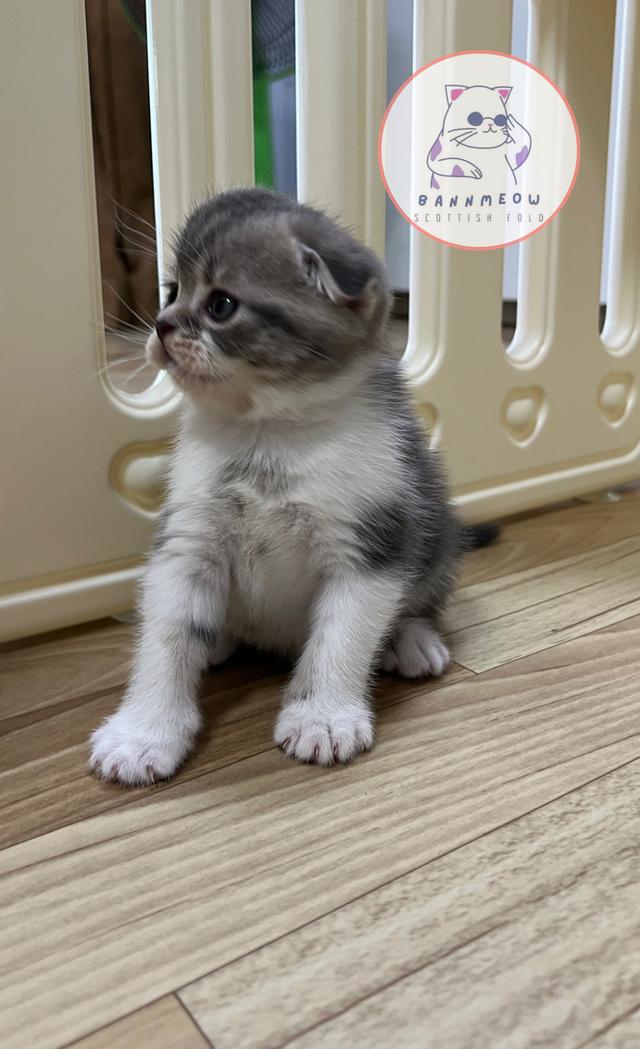 ดช สก็อตติช 11