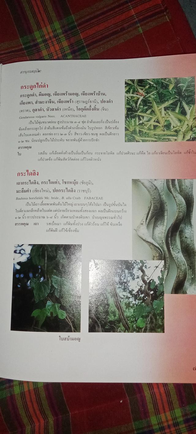 หนังสือสารานุกรมสมุนไพรไทย รูปที่ 6