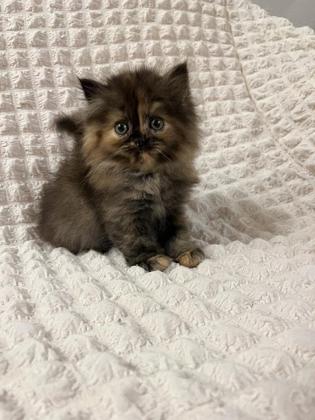 แมวเปอร์เซีย 🙂❌🍊✋😁vg 14