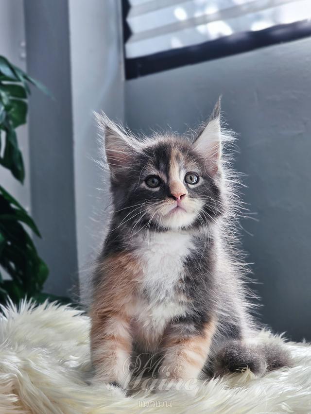 ลูกแมว เพศเมีย สายพันธ์แท้