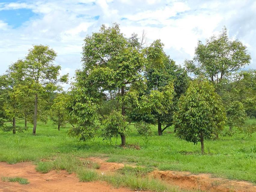 ขาย สวนเกษตร ฟาร์ม 914.75 ไร่ 5