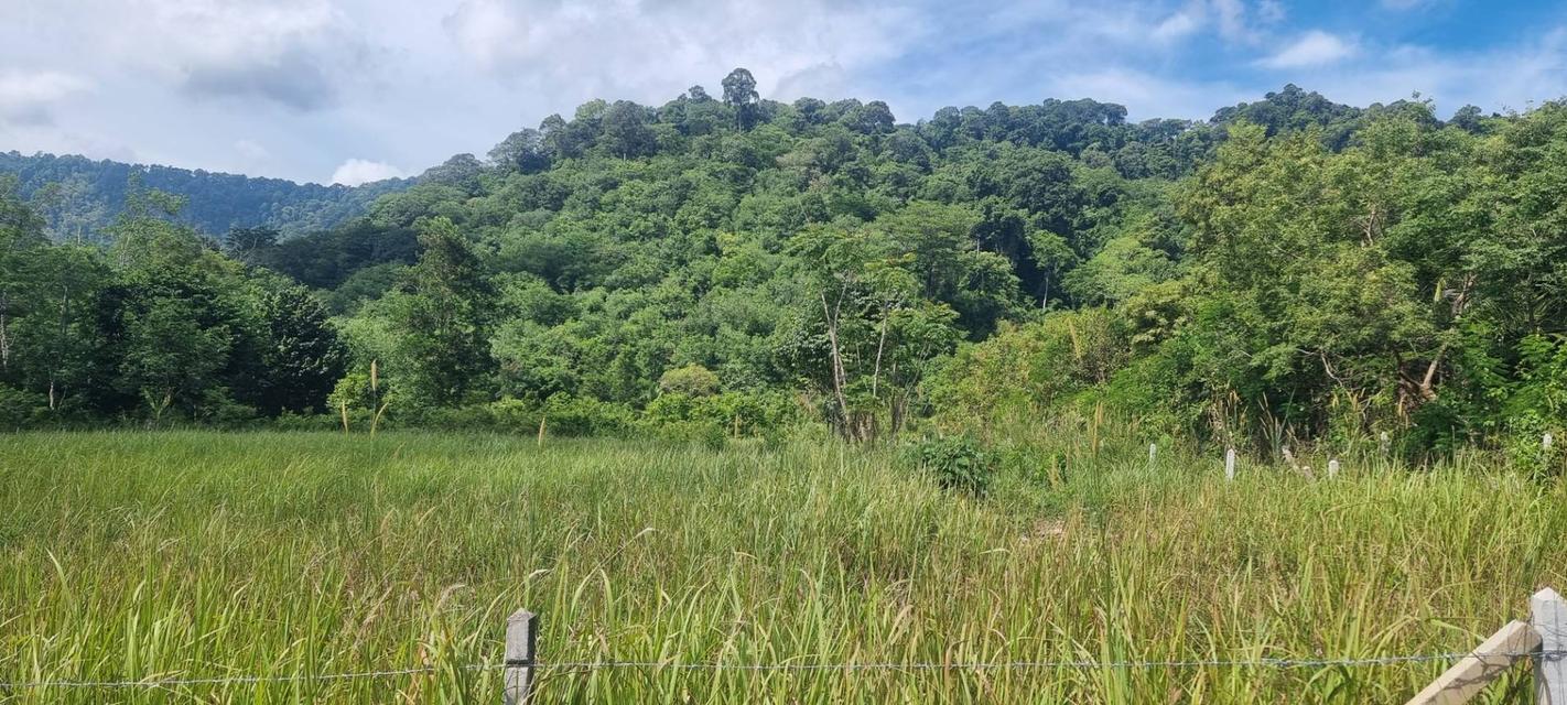 ขายที่ดินบ้านพารา, ป่าคลอก ภูเก็ต ตรงข้ามสนามกอล์ฟ มิชชั่นฮิลล์ ภูเก็ต เนื้อที่ 27-0-93 ไร่ ราคาขาย ไร่ละ 5,500,000 บาท /ไร่ เ 2