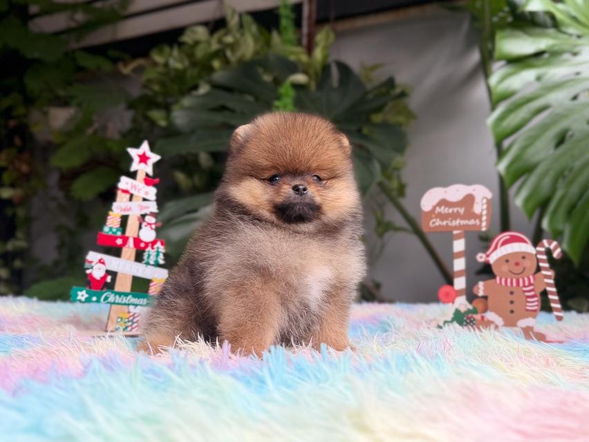 ปอมเมอเรเนียนแท้ เพศเมีย สีส้ม พิกัดรามอินทรา 9