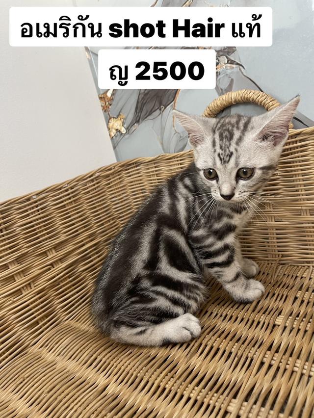 แมว อเมริกัน short hair 2500