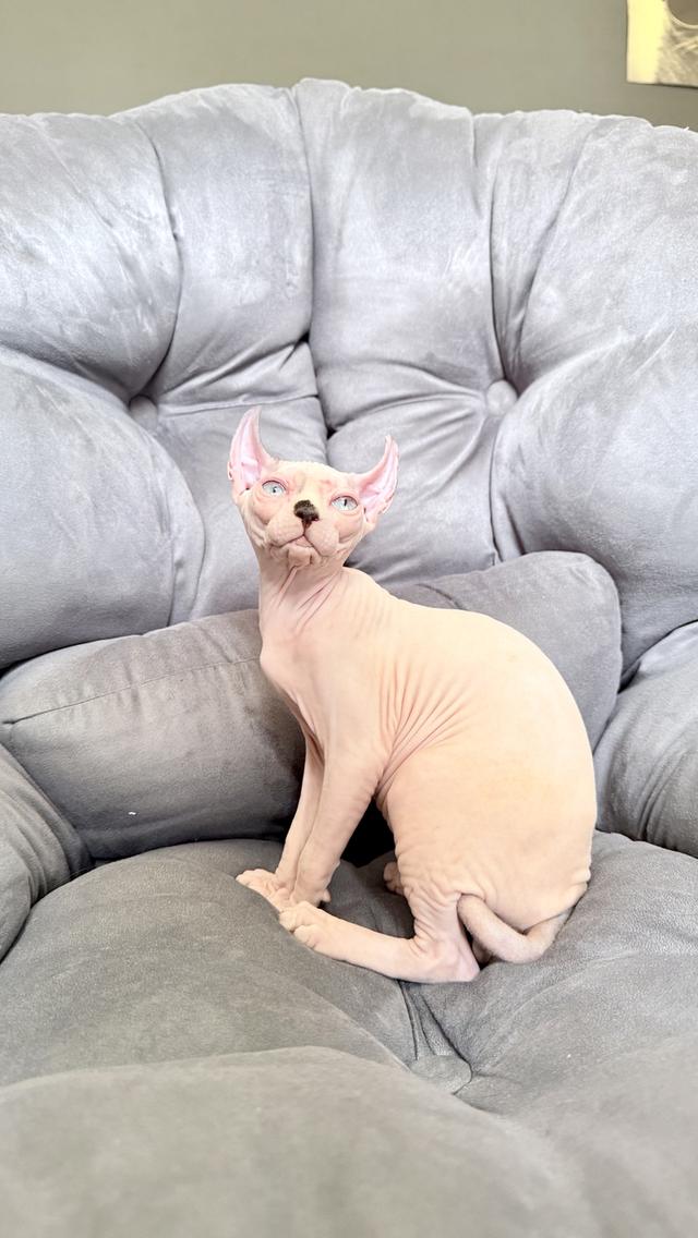 ลูกแมว สฟิงซ์ เพศเมีย Sphynx cat