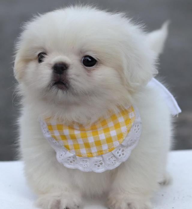 ปล่อยขาย Pekingese สุดน่ารัก 2