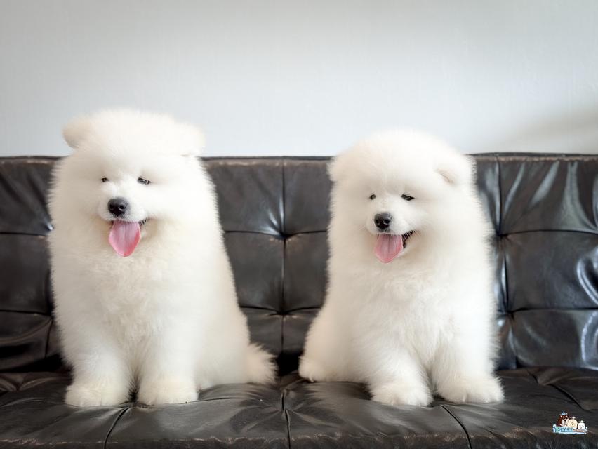 น้องซามอยด์ นำเข้าจากประเทศจีน 11