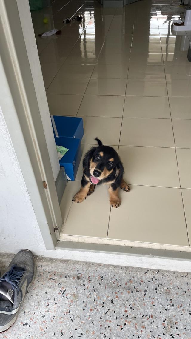 สุนัข ดัชชุน 7