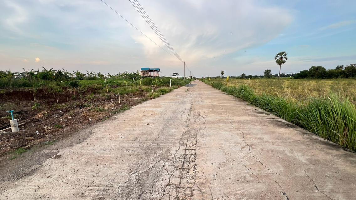 ขายที่ดินเงินผ่อน 2 ปี ไม่มีดอกเบี้ยตำบล หนองสามวัง อำเภอ หนองเสือ ปทุมธานี 17