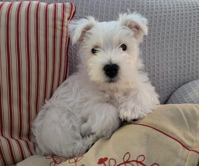 หาบ้านใหม่ให้น้อง West Highland White Terrier