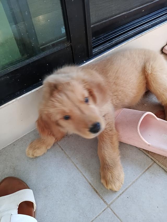Golden retriver puppy รูปที่ 3